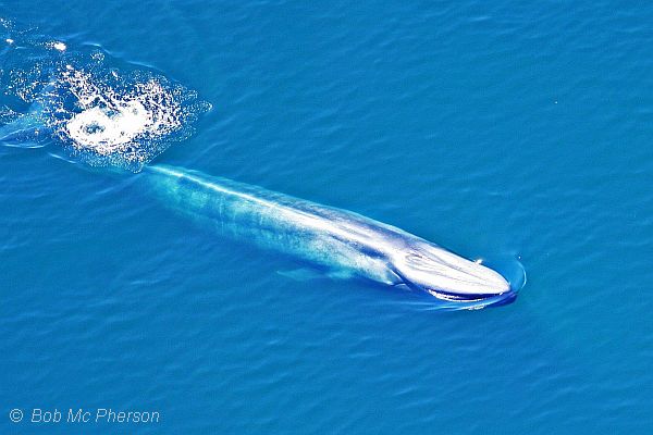 Observations - Blue Whale